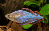 Melanotaenia Praecox Neon Regenboogzalm